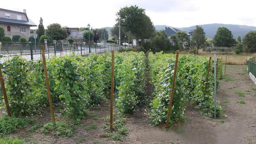 Plantación de habas en A Veiga, Ourense.