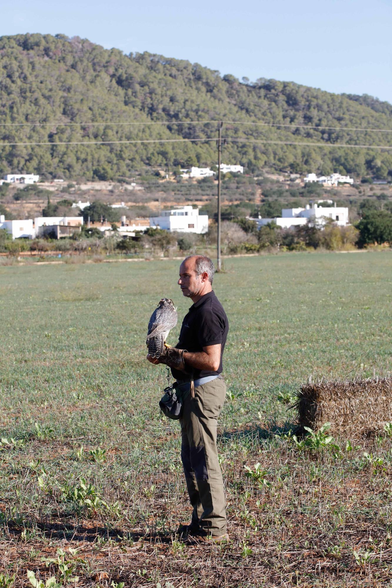 Halcones contra torcaces en Ibiza