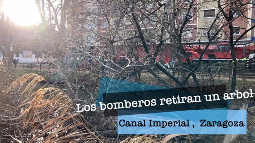 Los bomberos de Zaragoza retiran un árbol de gran porte caído sobre el canal por el peso de la nieve