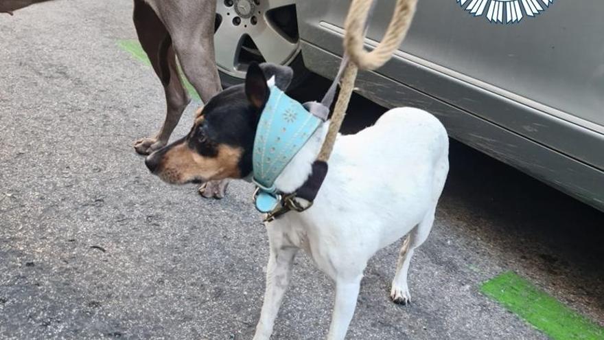 Perros rescatados de un maletero