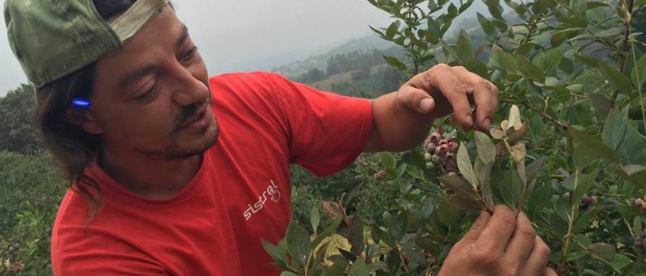 Enrique Granda muestra los daños en una plantación de arándanos en Sevares.