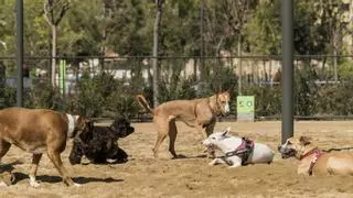 Olvídate de tener un perro si vives en esta zona de Barcelona