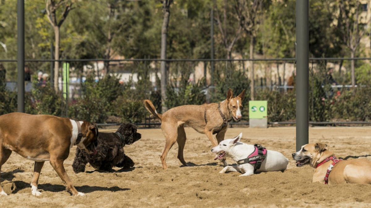 Un parque para perros en Barcelona