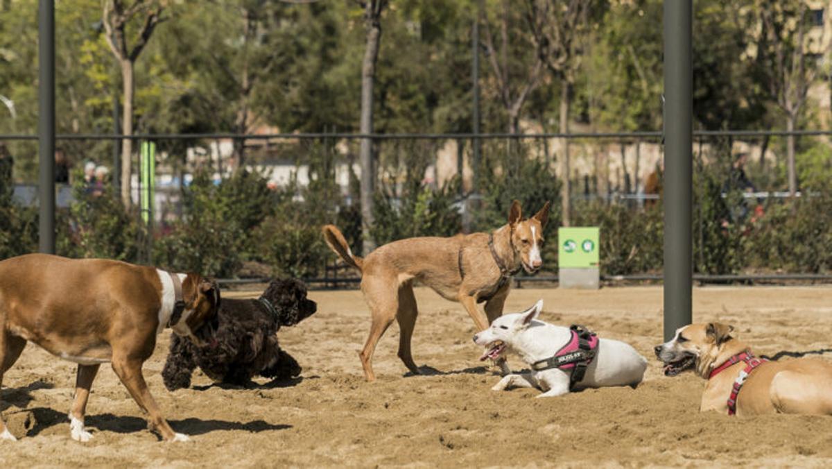 Un parc per a gossos a Barcelona