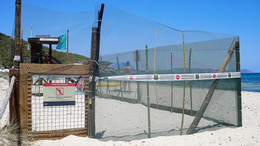 Imagen del perímetro de protección levantado alrededor de los nidos de ‘Caretta caretta’ trasladados a es Cavallet. | TONI ESCOBAR
