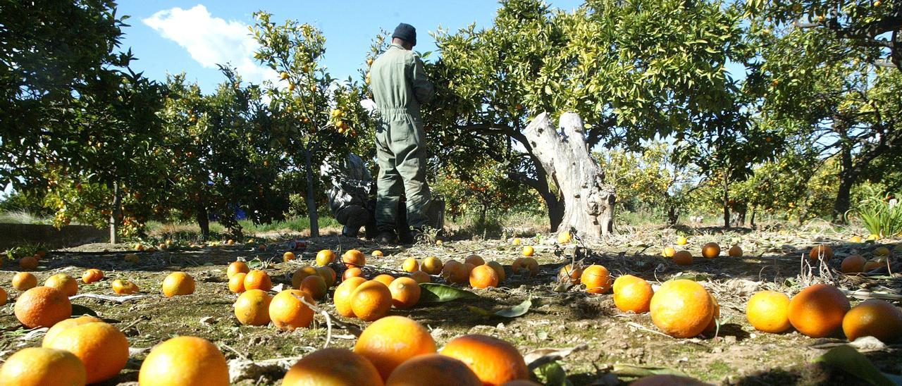 Algunos productores de Castellón de las variedades citrícolas más tardías han optado por deja la fruta en el árbol ante los bajísimos precios que les ofrecen.