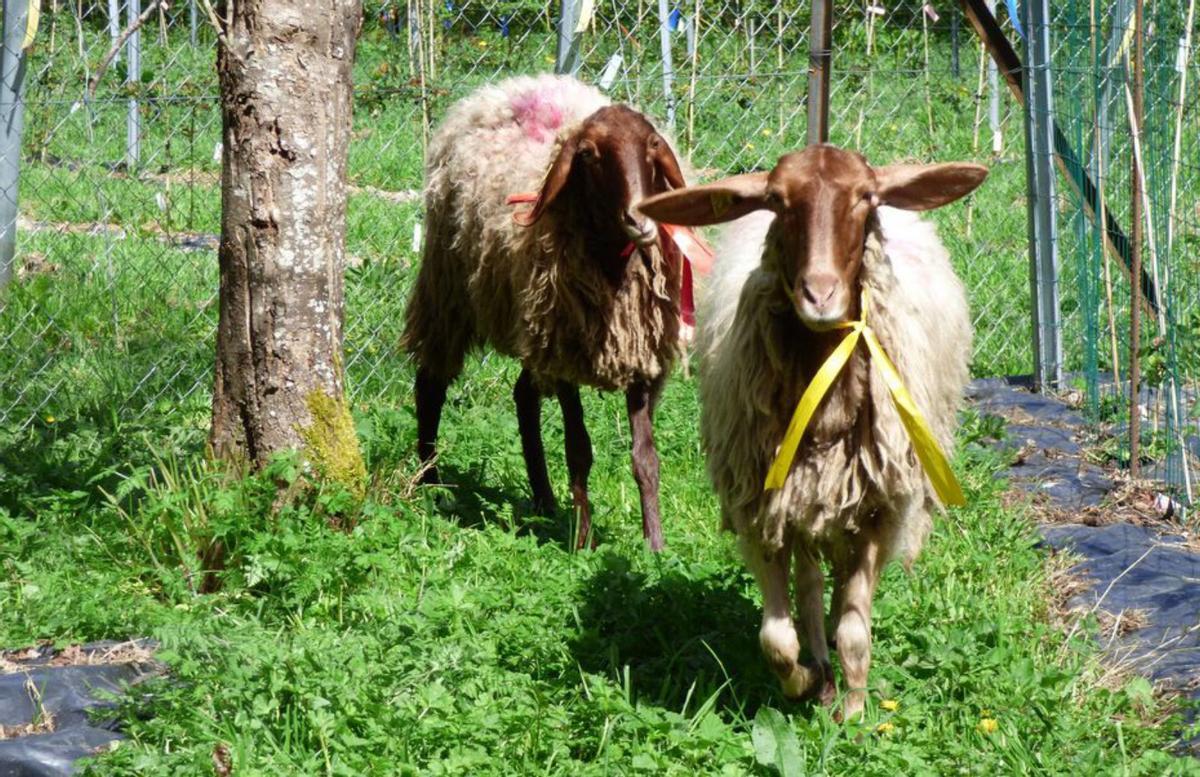 «Luna» y «Estrella», en una plantación de rosa Narcea. | D. ÁLVAREZ