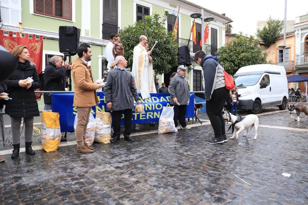 Bendición de animales en Paterna.