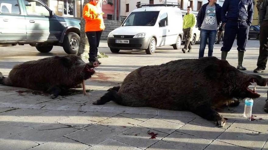 A la caza del jabalí gigante en Llanes