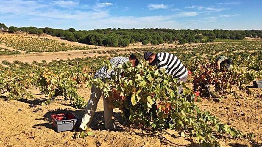 Vendimiadores recolectan uva en una parcela cultivada de viñedo en la DO Toro.