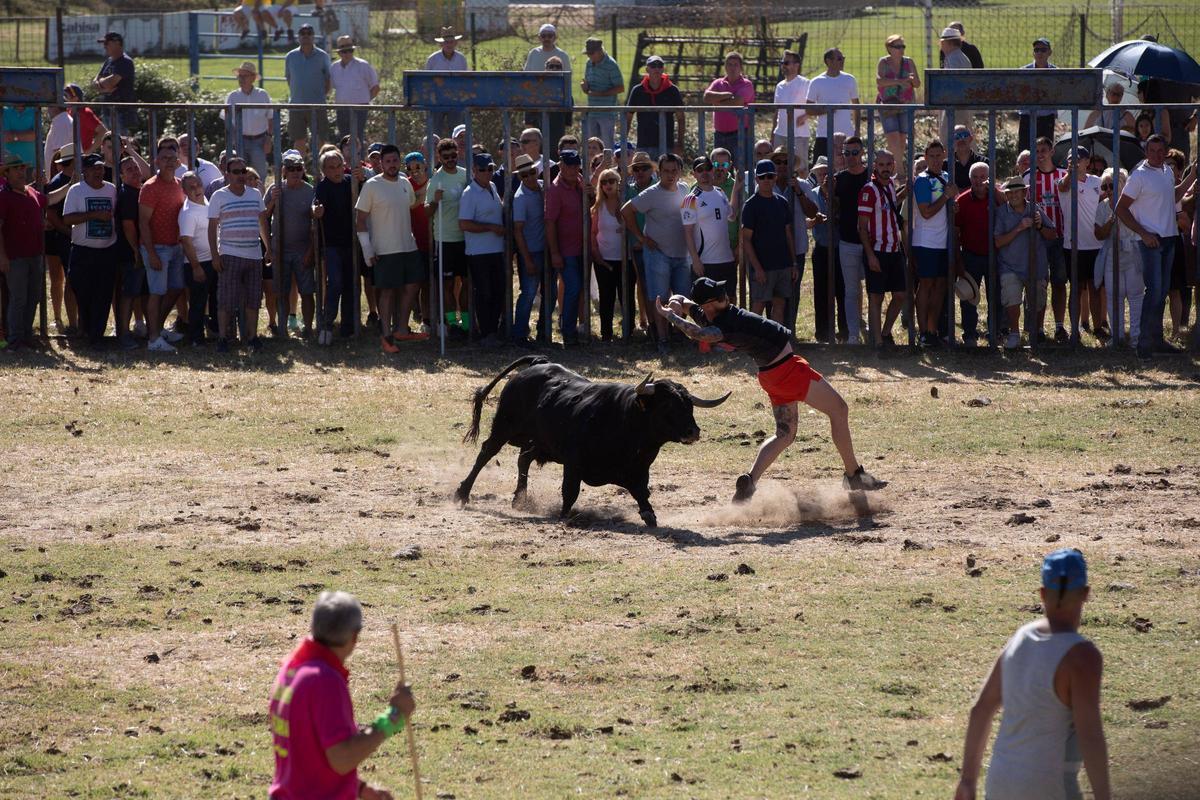 GALERÍA | Venialbo vibra con el encierro mixto de sus fiestas GALERÍA | Venialbo vibra con el encierro mixto de sus fiestas