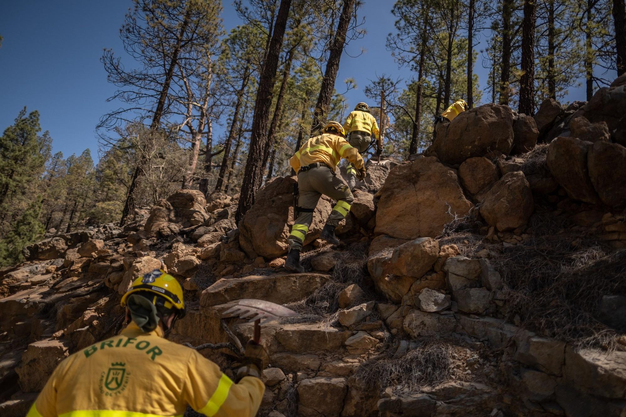 Dispositivo especial del Cabildo de Tenerife en el incendio de Arico