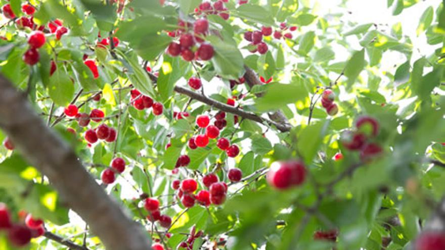 Este fruta crece en paisajes montañosos.