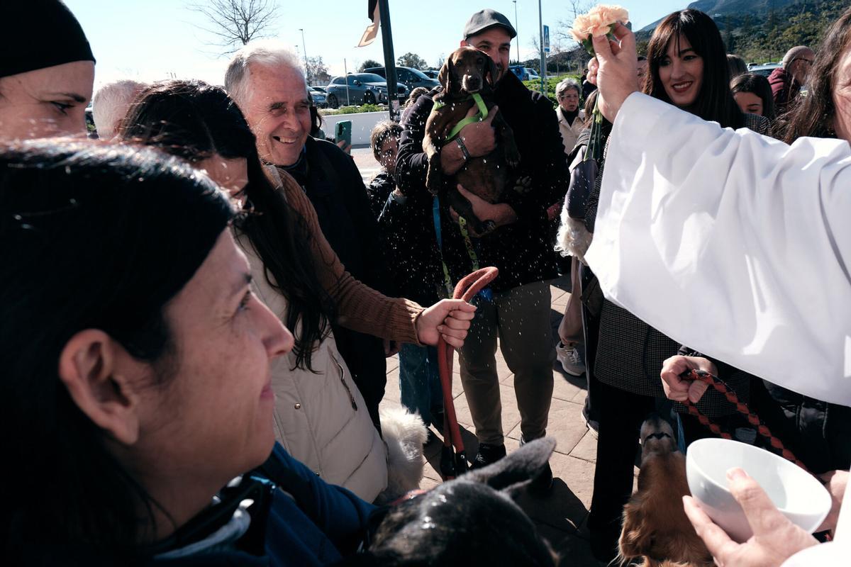 Churriana celebra la bendición de San Antón Churriana celebra la bendición de San Antón