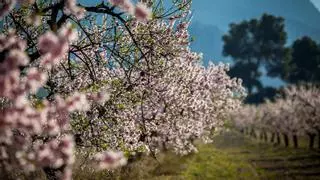 Todo listo para la floración del almendro de Mula