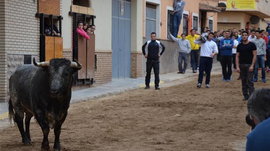 Los veterinarios censuran que se retrase su presencia en los bous