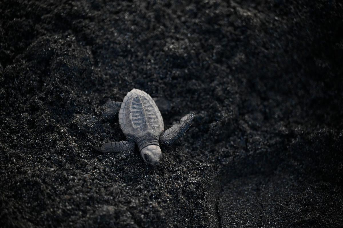 Crías de tortuga negra (Chelonia mydas agassizzii) se dirigen hacia el mar tras de ser liberadas en la playa de Sipacate, a unos 135 km al sur de Ciudad de Guatemala, el 19 de octubre de 2022.