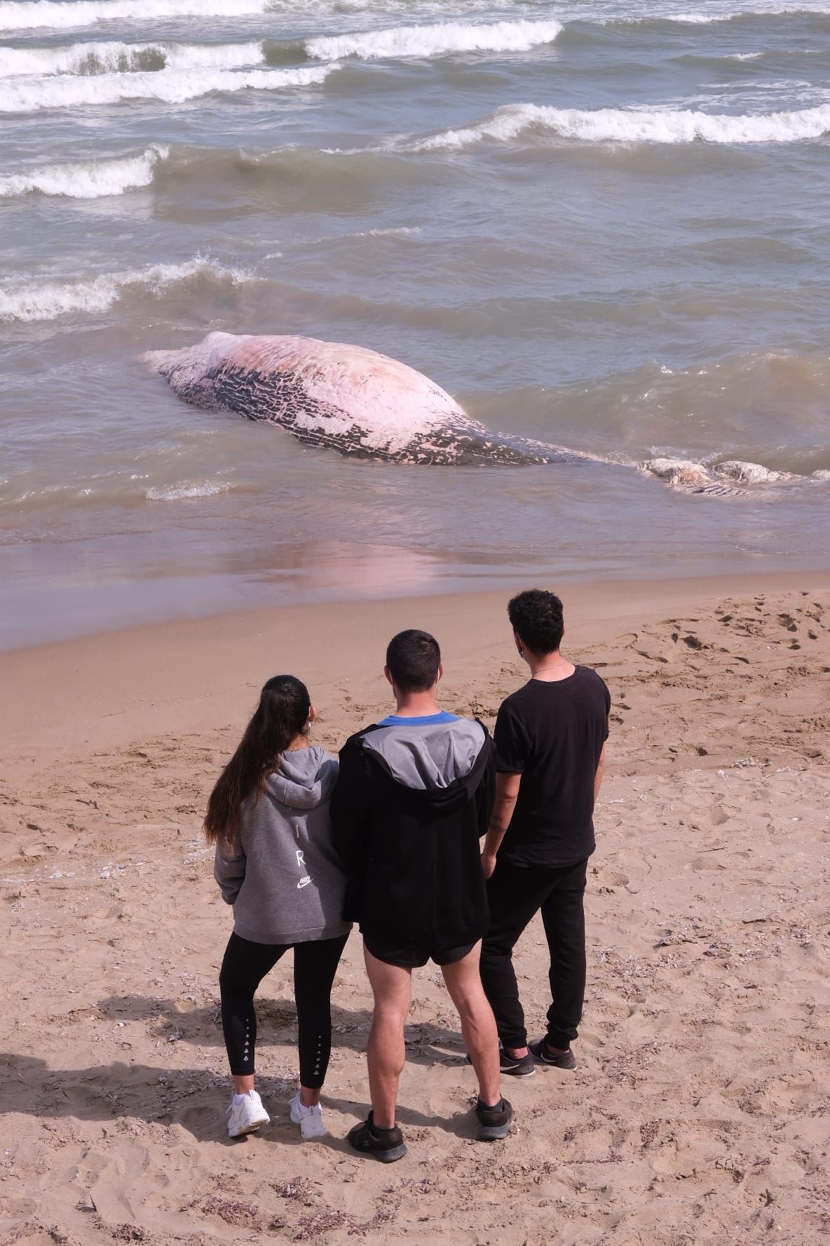 Aparece una ballena en Guadamar