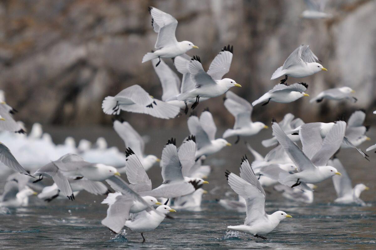 La desaparición del hielo en el Ártico amenaza las poblaciones de aves marinas