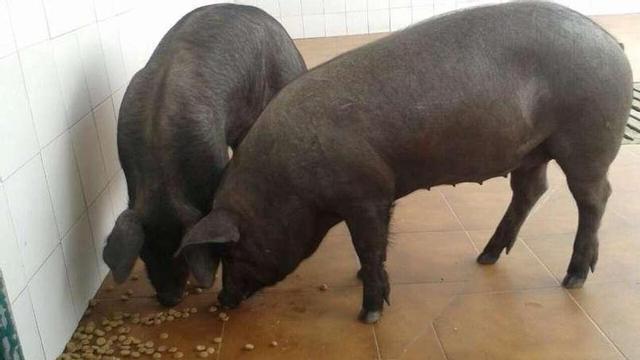 Recogidos dos cerdos, dos perros y una iguana en una casa 'okupada'