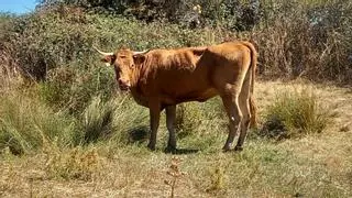 Zamora deja de estar "libre" de la enfermedad de las vacas EHE