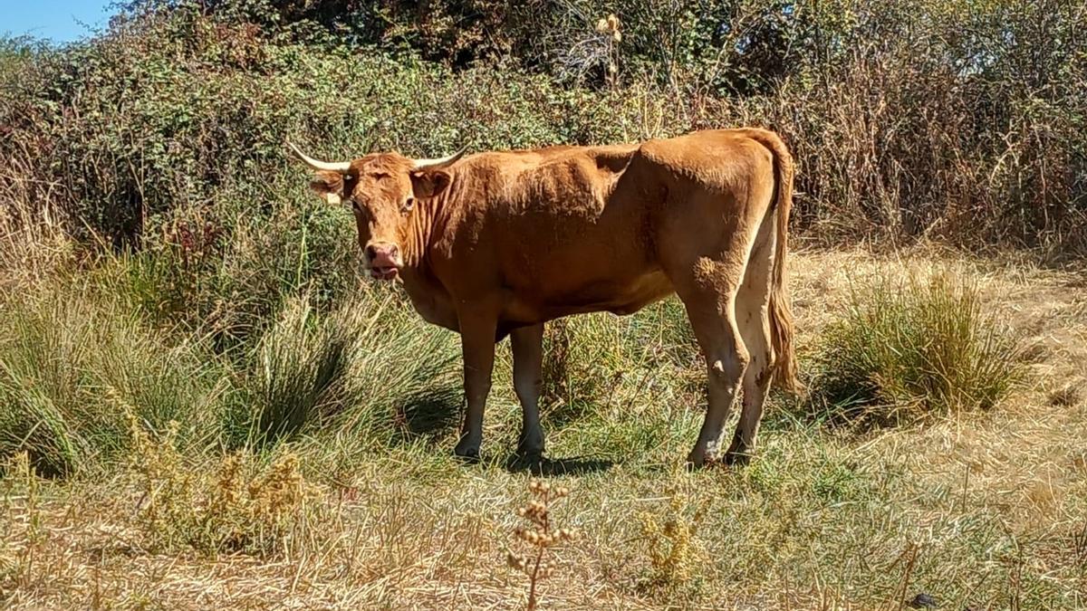 Una vaca afectada por la EHE el año pasado en una explotación zamorana