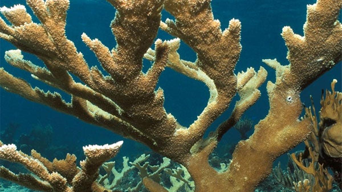 Un coral cuerno de alce típico de las aguas someras de Roatán.