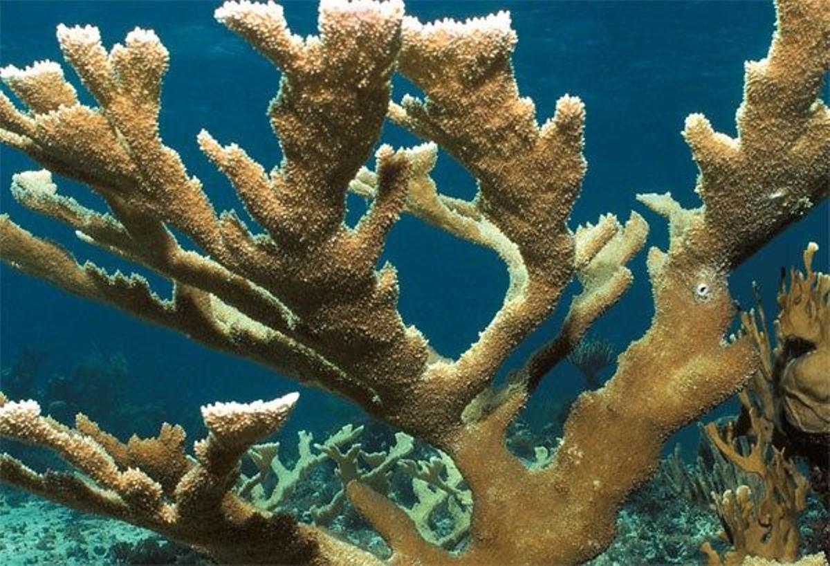 Un coral cuerno de alce típico de las aguas someras de Roatán.