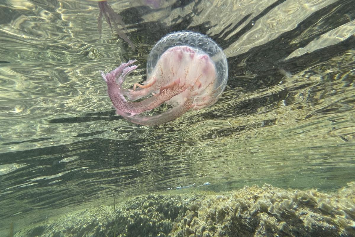 Medusas: la belleza de la naturaleza en las aguas de Ajaccio (Córcega)