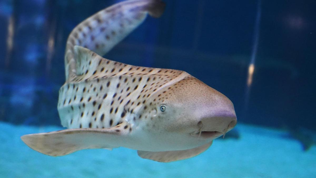 El tiburón cebra habita en libertad la zona del Océano Pacífico y del Océano Índico.