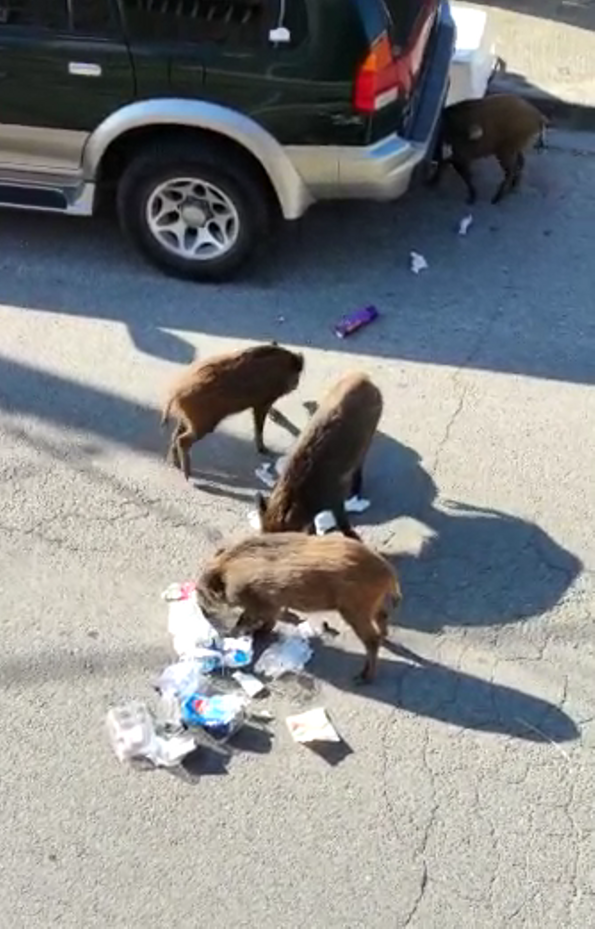 Jabalís rebuscando en la basura en una calle de Corbera de Llobregat. Fotografía del lector Miguel Galdo Ouro (Entre Todos).