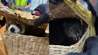 Un panda rojo y dos monos tití, entre los 87 animales rescatados en el aeropuerto de Bangkok