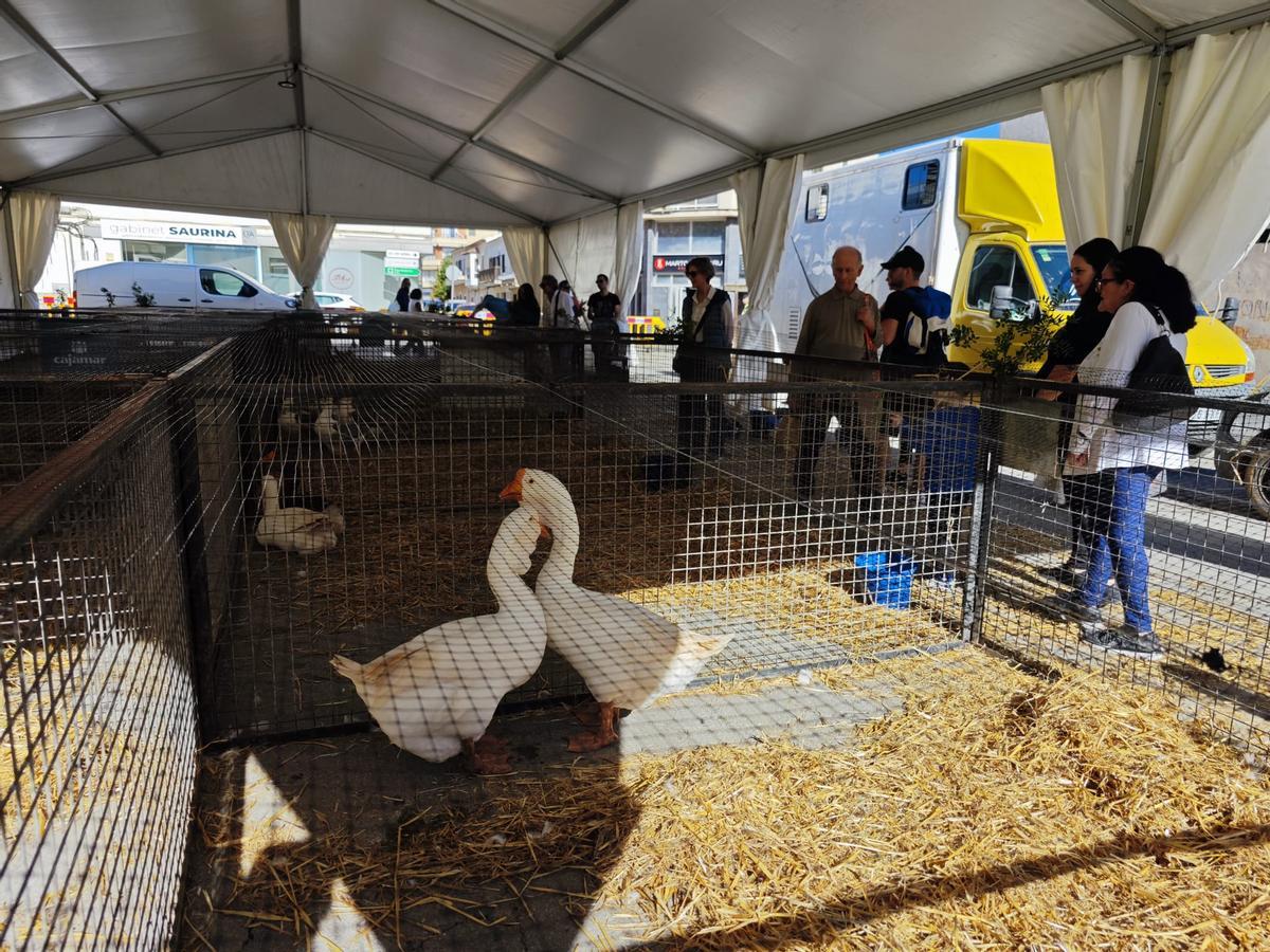 En el Dimecres Bo también reinaba la tranquilidad en la muestra de aves de corral.