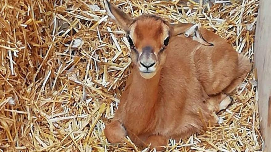 Neix un òrix blanc al Zoo de Barcelona