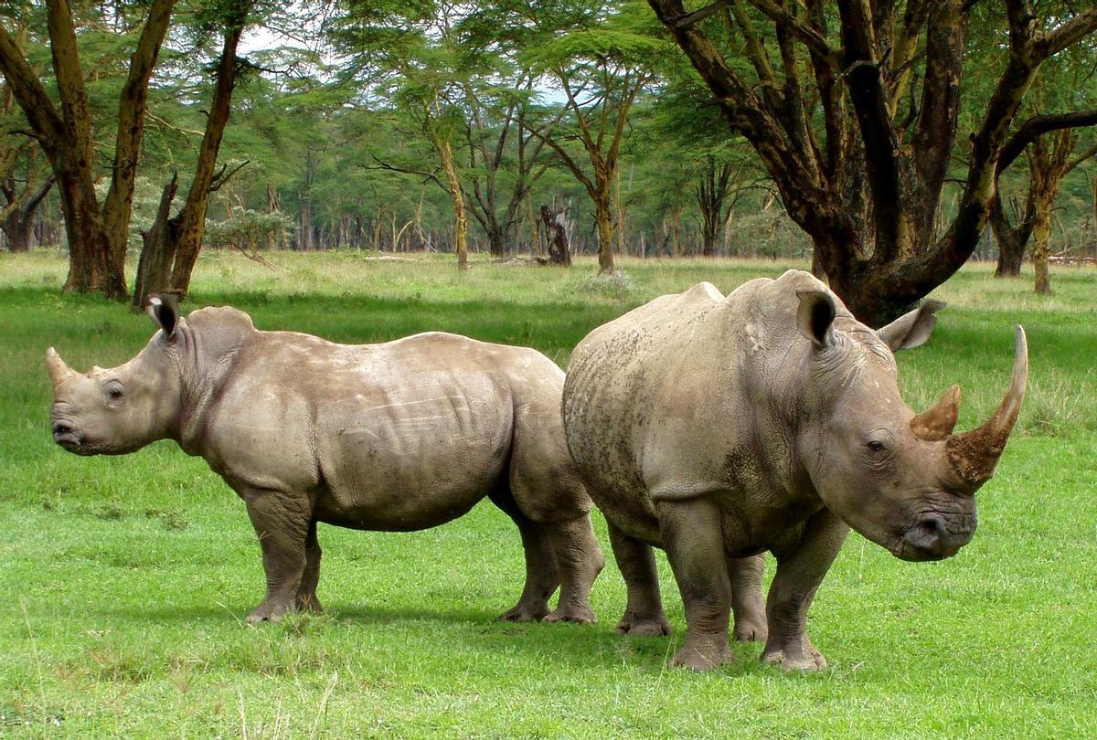 Dos rinocerontes en el medio natural