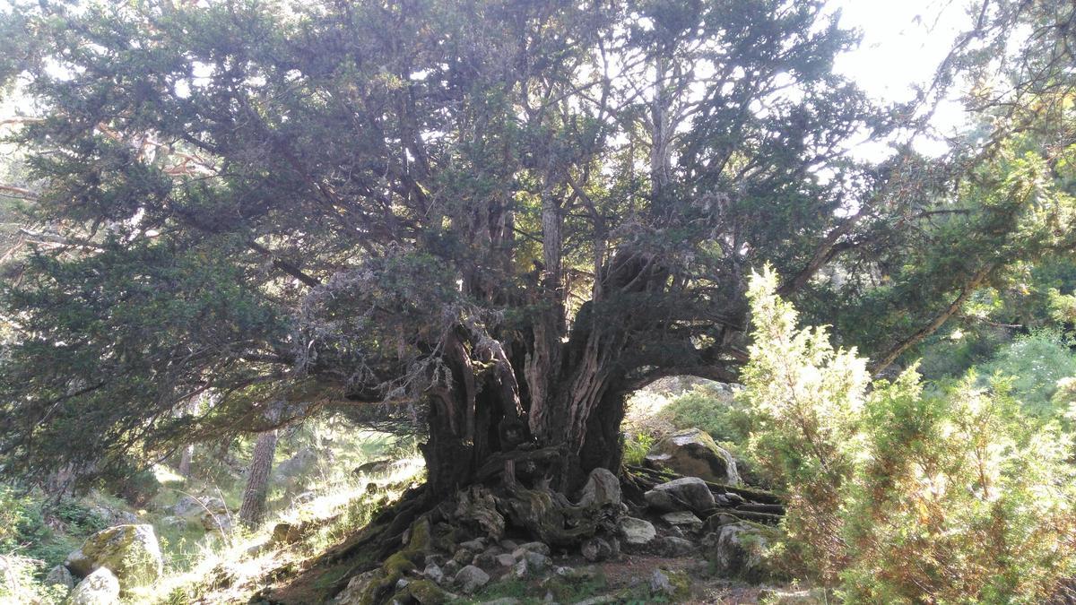 Tejo del arroyo de Barahondillo, en Rascafría, con más de 1.000 años.