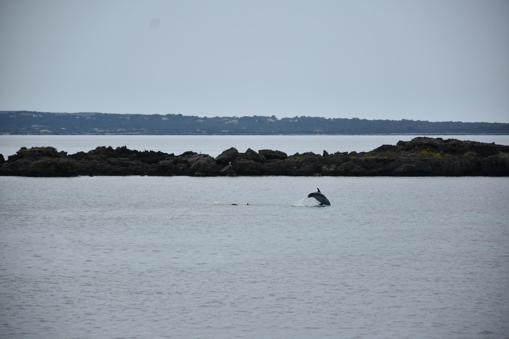 Delfines en  s'Espalmador