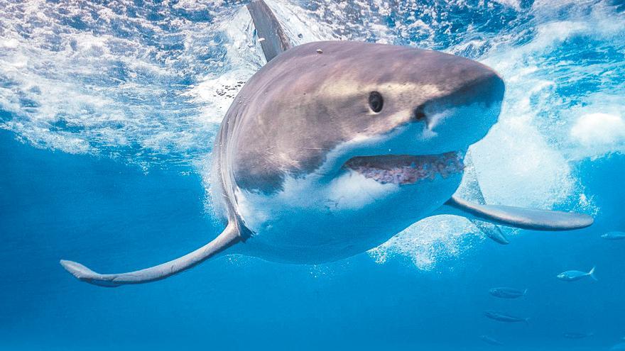 El tiburón blanco en Baleares, la presencia invisible