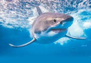 El tiburón blanco en Baleares, la presencia invisible