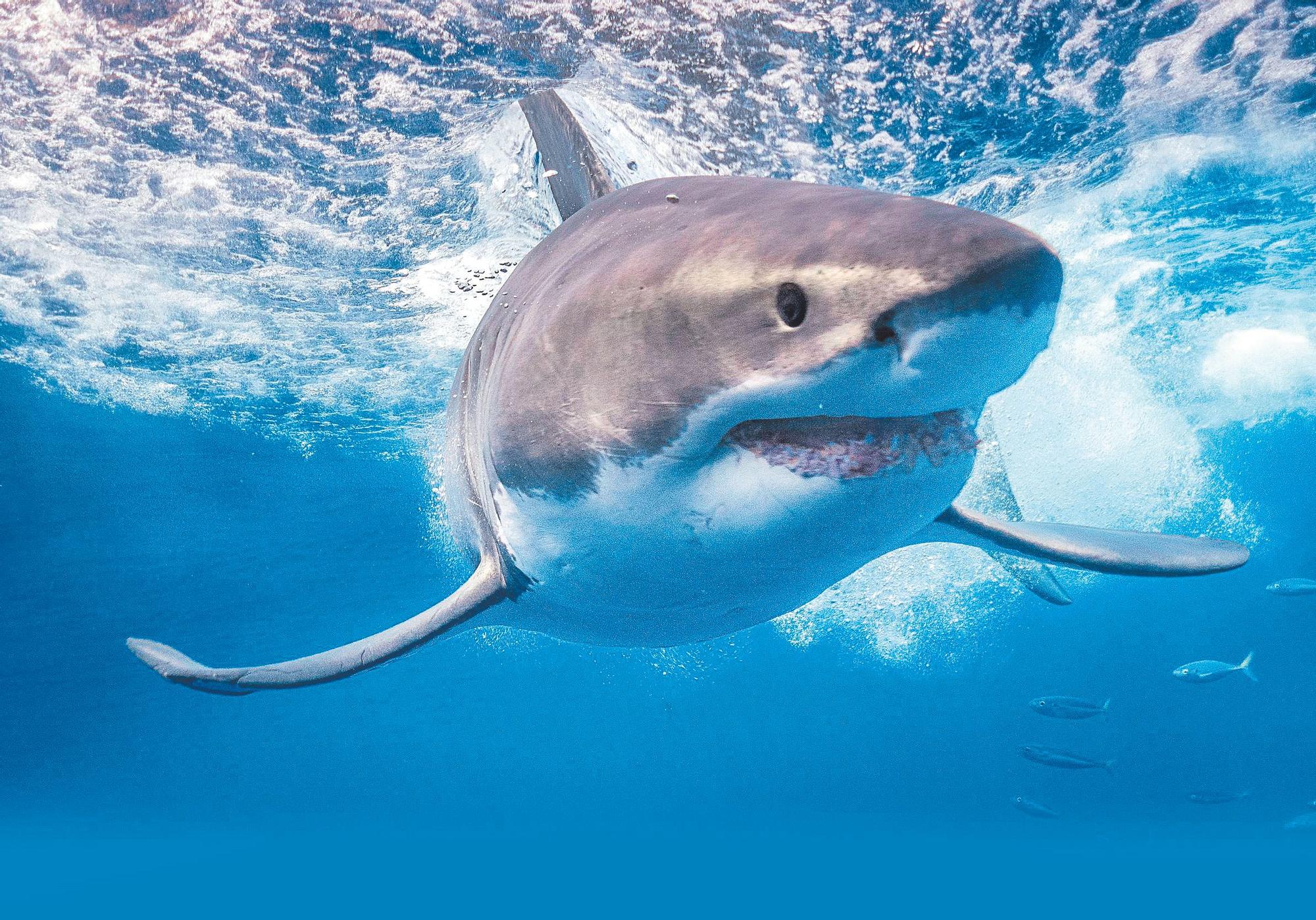 Un tiburón blanco fotografiado en aguas de Baja California (México).