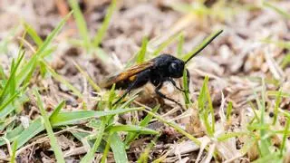 Alerta per una plaga de mosca negra: zones afectades i què fer si et mossega