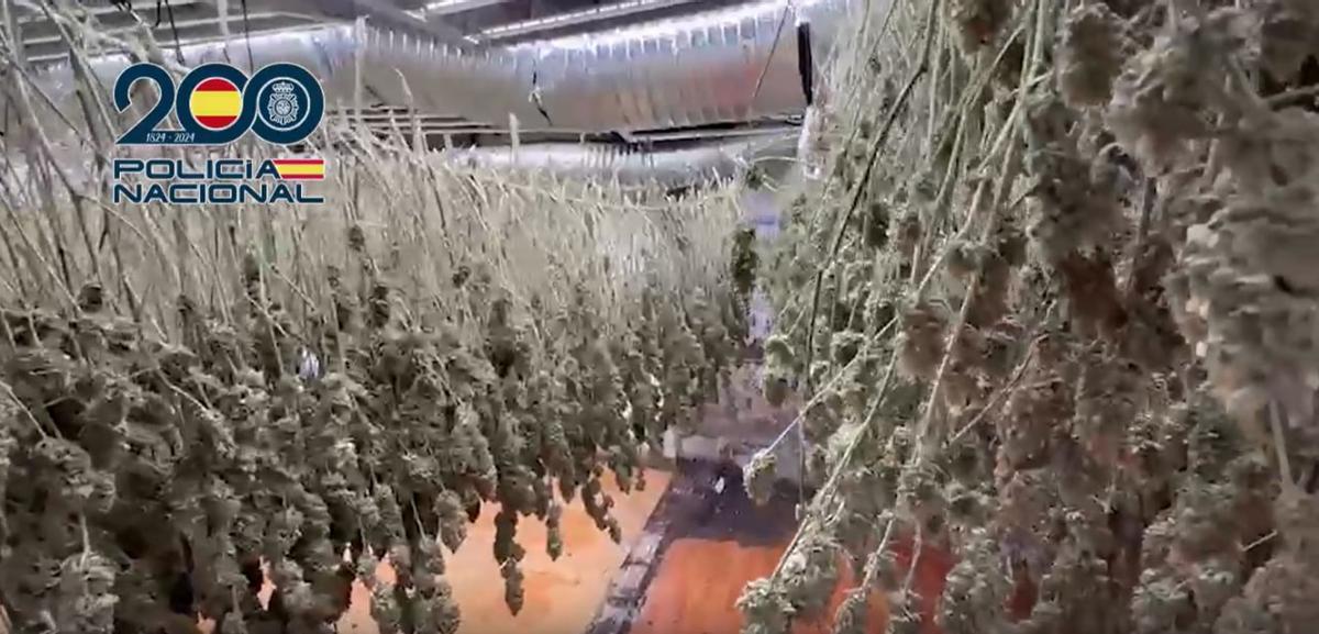 Cogollos de marihuana incautados en la operación.