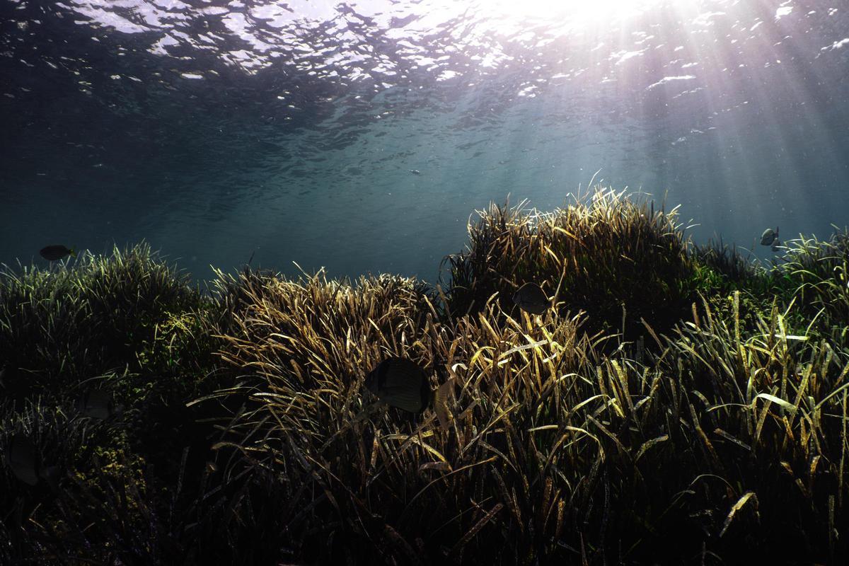 Portocolom | El estado de la posidonia en la bahía, en imágenes
