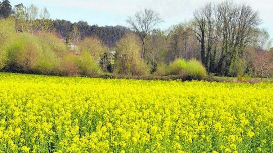 Unió de Pagesos demana 30 milions per ajudar  el sector dels herbacis