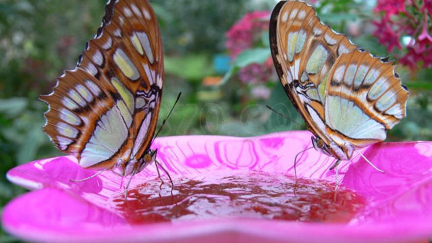 Imagen de Mariposario de Benalmádena.