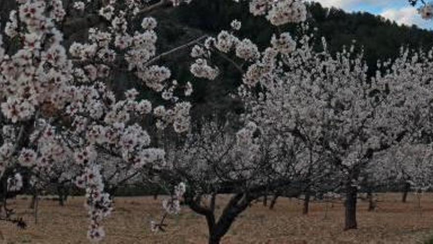 La provincia destina más de 22.000 hectáreas al cultivo de almendros.