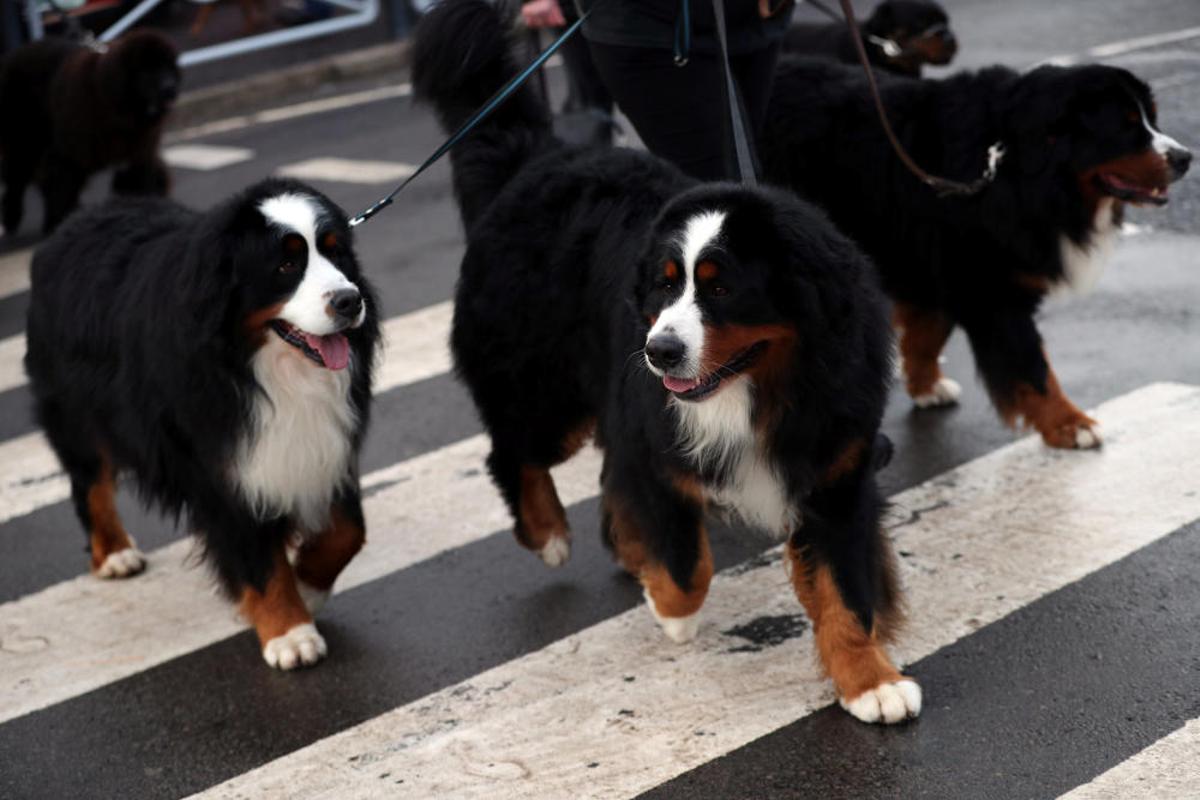 Crufts 2019: L'exhibició de gossos més gran del món