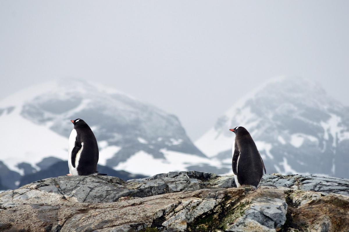 Pingüinos en la Antártida