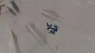 Cerrada la playa de La Garita en Arrieta por la presencia de dragones azules