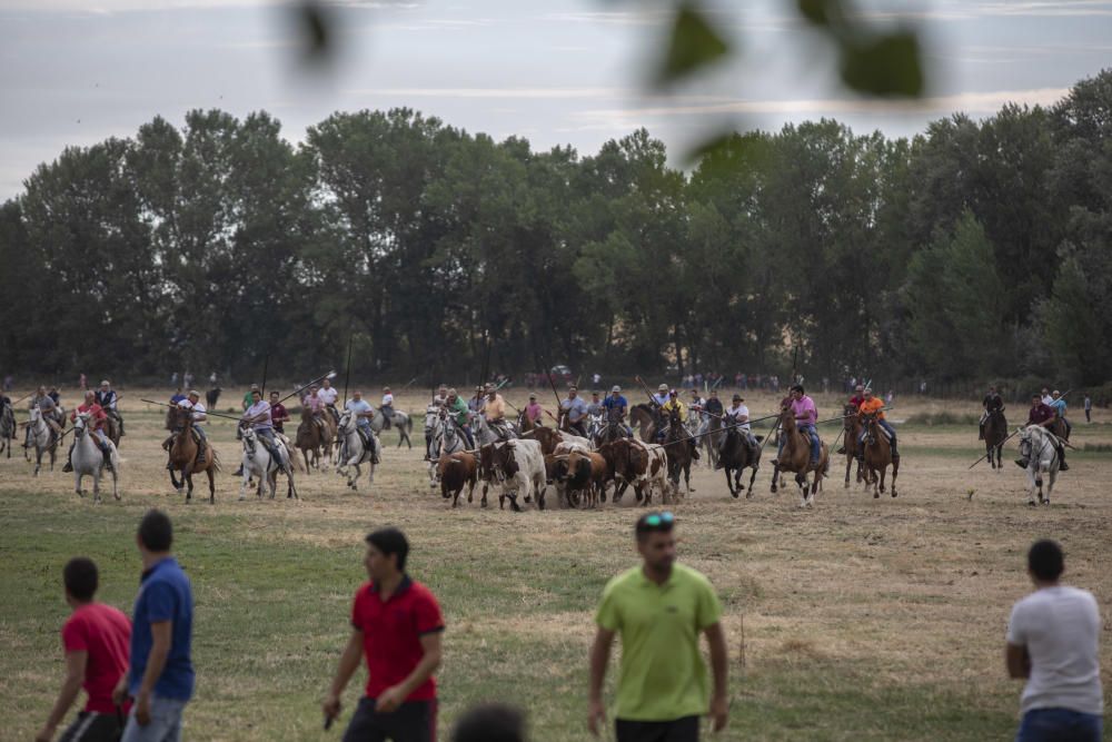 Encierro en Villamor de los Escuderos